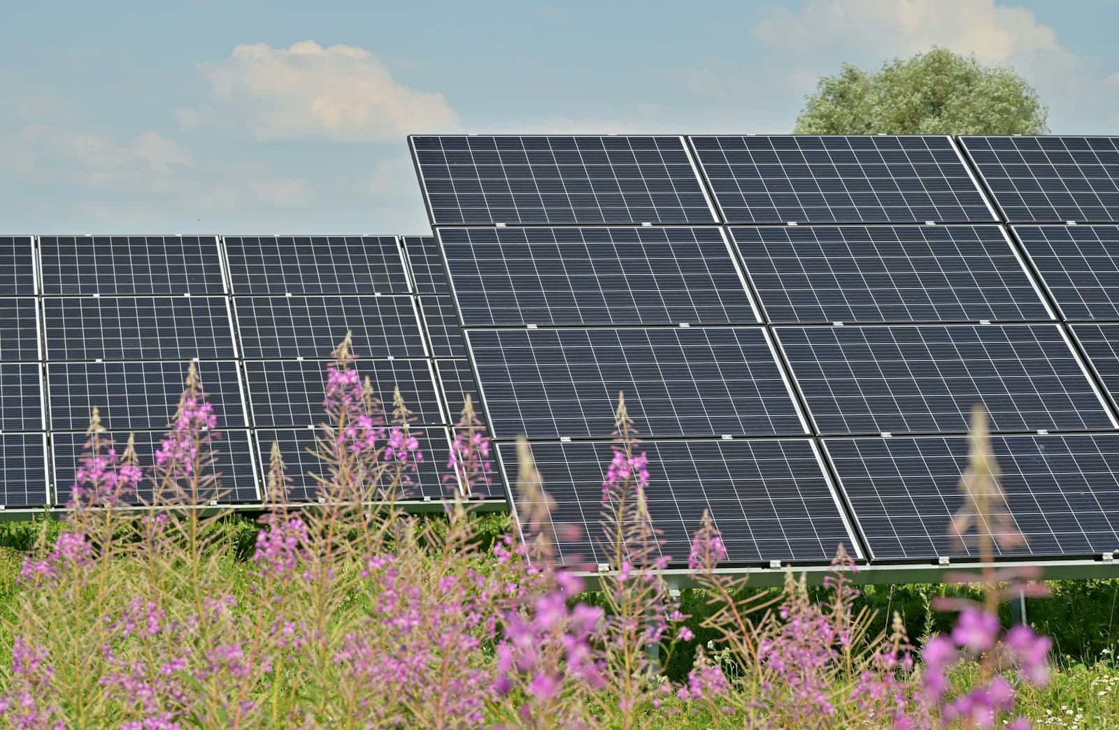 Rows of ground-mounted solar panels standing behind pink wildflowers in a meadow